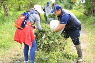 全民動員除「綠癌」，花蓮百人齊力清除小花蔓澤蘭131公斤。